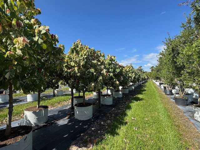 hibiscus-tiliaceus-variegata-mahoe-sea-hibiscus