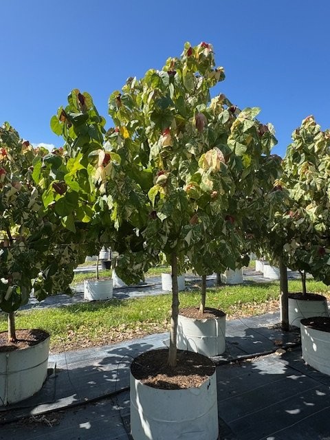 hibiscus-tiliaceus-variegata-mahoe-sea-hibiscus
