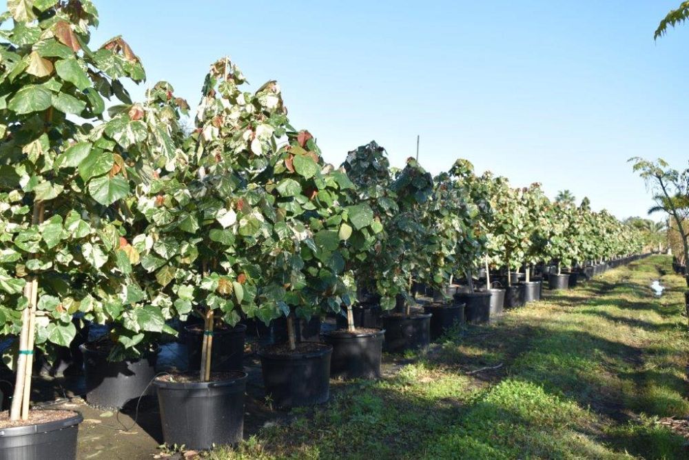 hibiscus-tiliaceus-variegata-mahoe-sea-hibiscus