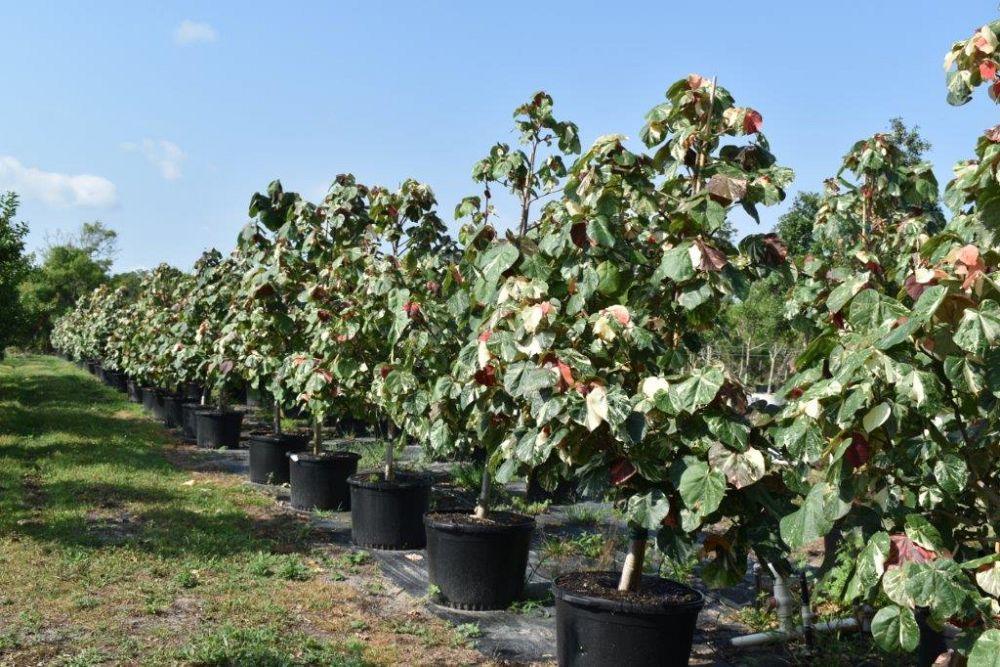 hibiscus-tiliaceus-variegata-mahoe-sea-hibiscus