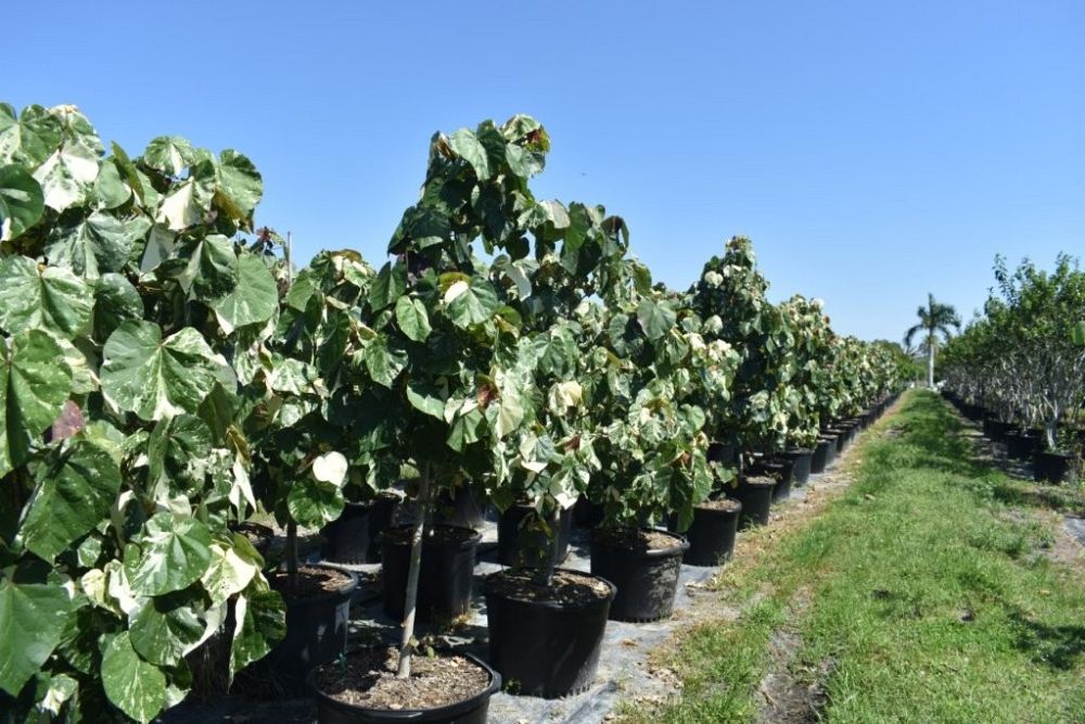 hibiscus-tiliaceus-variegata-mahoe-sea-hibiscus