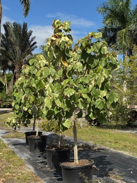 hibiscus-tiliaceus-variegata-mahoe-sea-hibiscus