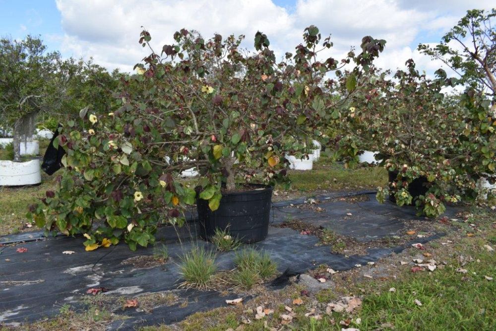 hibiscus-tiliaceus-variegata-mahoe-sea-hibiscus