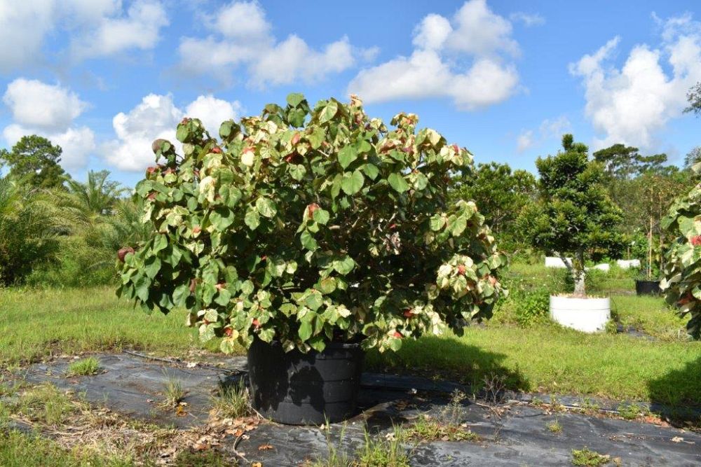 hibiscus-tiliaceus-variegata-mahoe-sea-hibiscus