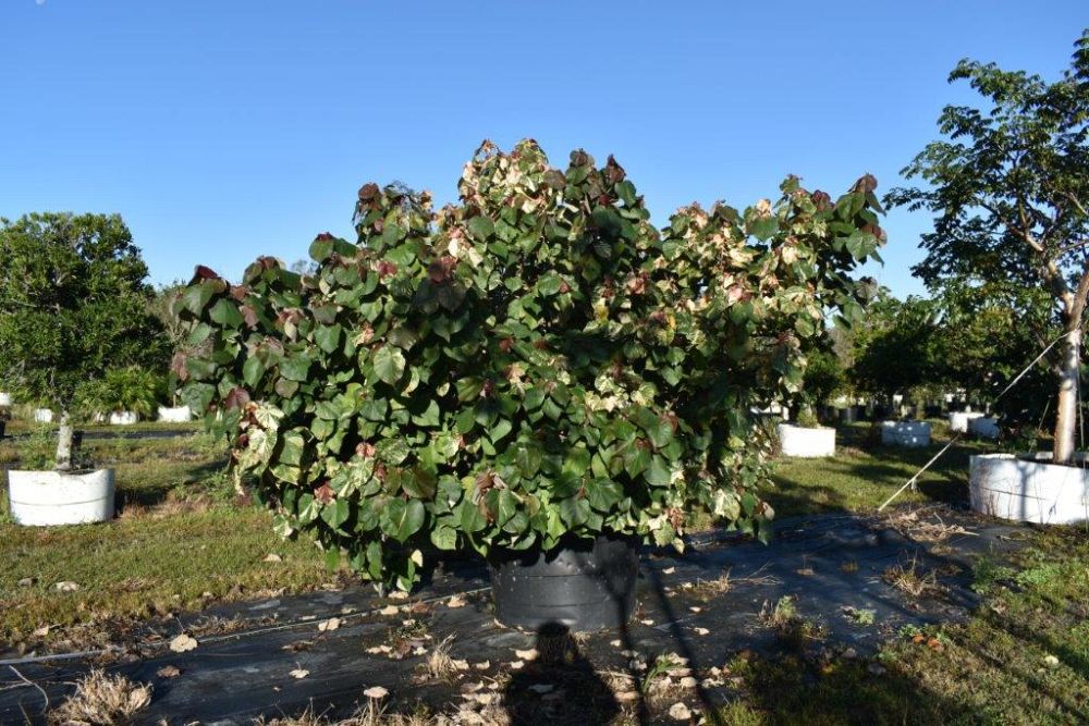 hibiscus-tiliaceus-variegata-mahoe-sea-hibiscus