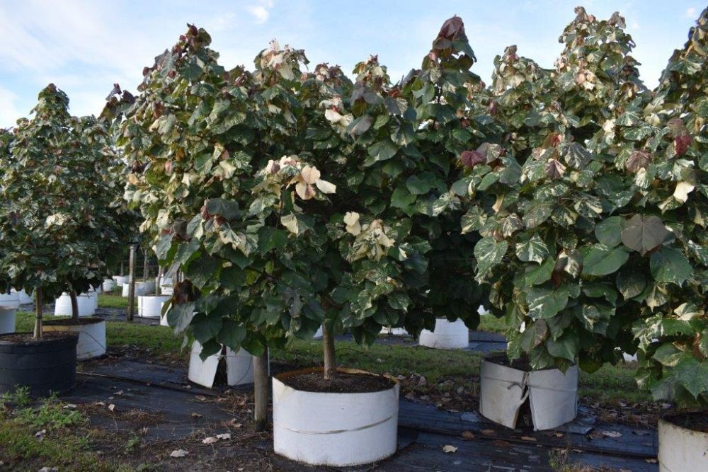 hibiscus-tiliaceus-variegata-mahoe-sea-hibiscus