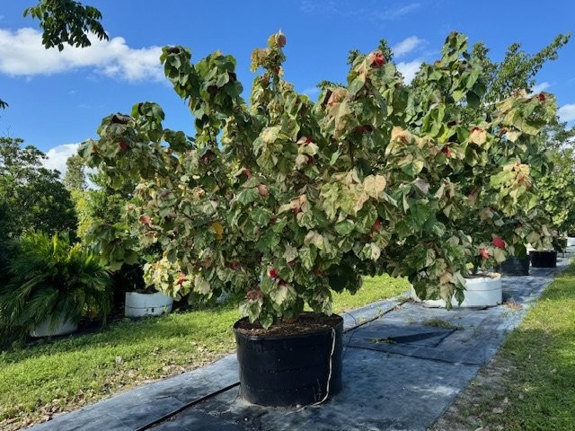 hibiscus-tiliaceus-variegata-mahoe-sea-hibiscus
