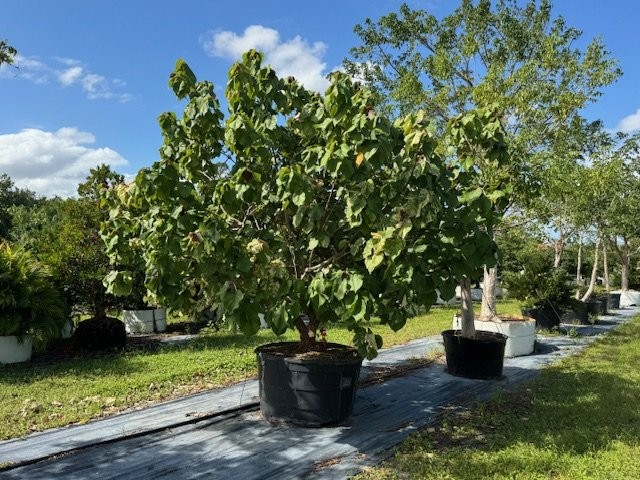 hibiscus-tiliaceus-variegata-mahoe-sea-hibiscus