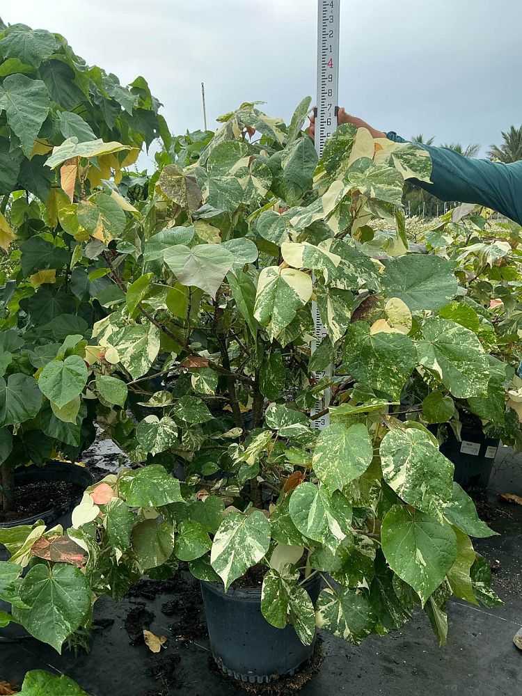 hibiscus-tiliaceus-variegata-mahoe-sea-hibiscus