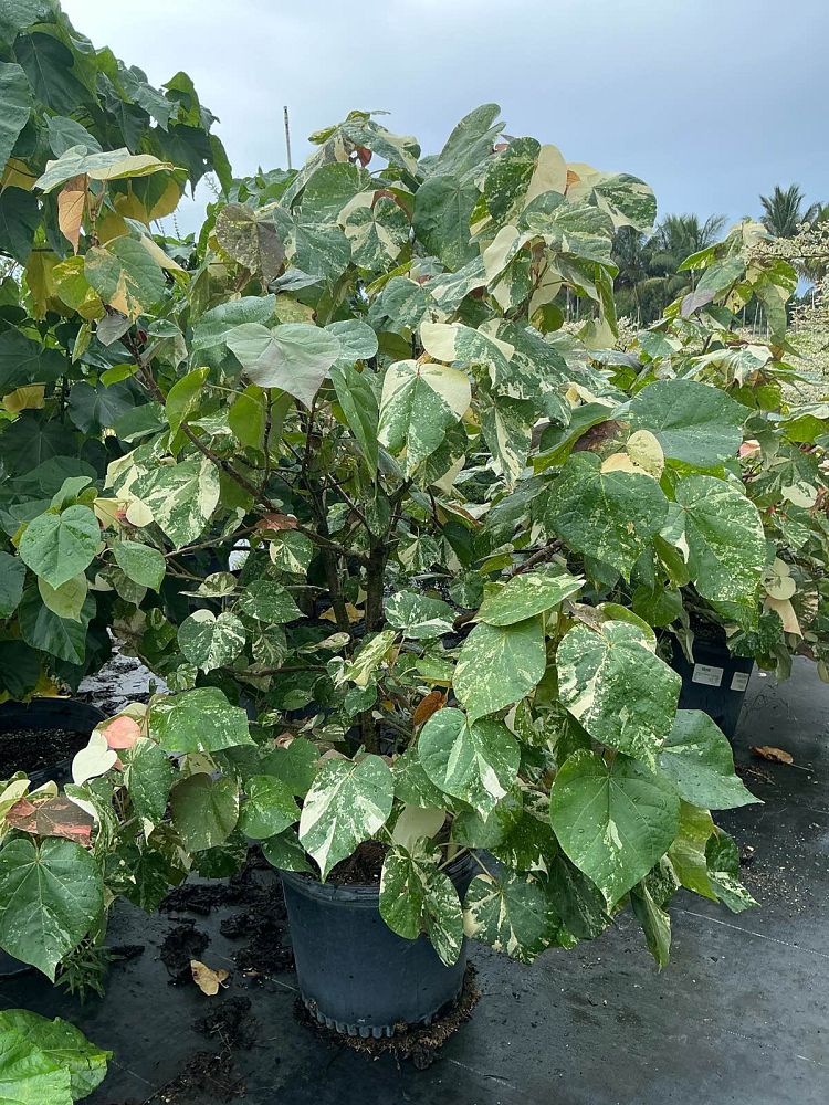 hibiscus-tiliaceus-variegata-mahoe-sea-hibiscus