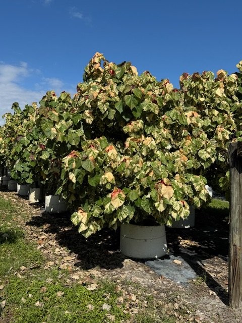 hibiscus-tiliaceus-variegata-mahoe-sea-hibiscus