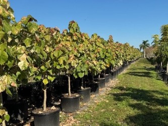 hibiscus-tiliaceus-variegata-mahoe-sea-hibiscus