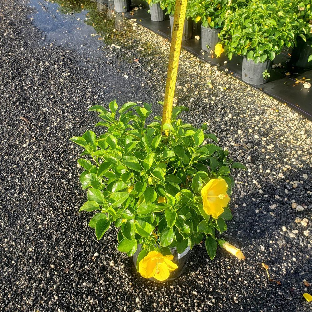 hibiscus-tradewinds-bonaire-wind-tropical-hibiscus-rosa-sinensis