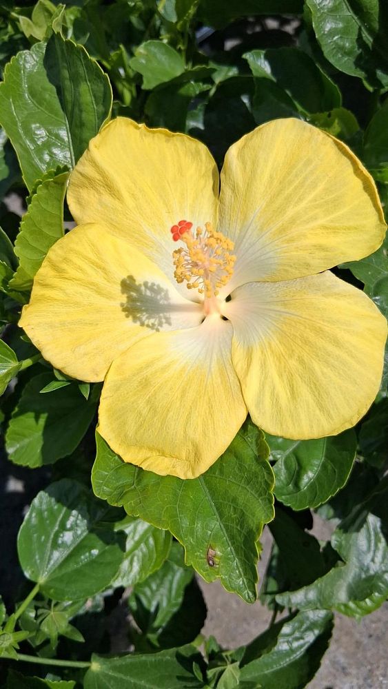 hibiscus-tradewinds-bonaire-wind-tropical-hibiscus-rosa-sinensis