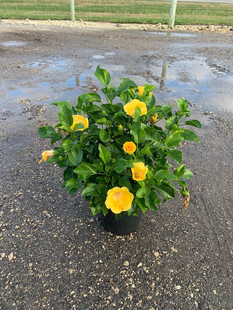 hibiscus-tradewinds-bonaire-wind-tropical-hibiscus-rosa-sinensis