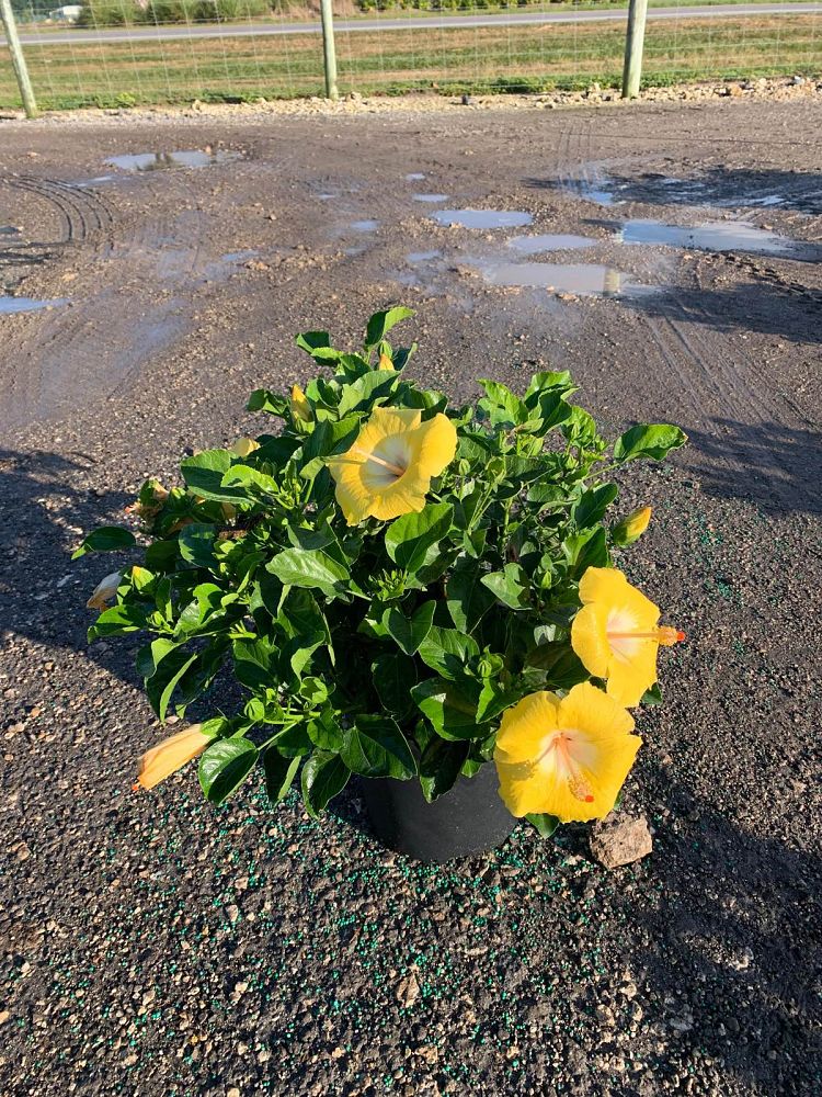 hibiscus-tradewinds-bonaire-wind-tropical-hibiscus-rosa-sinensis