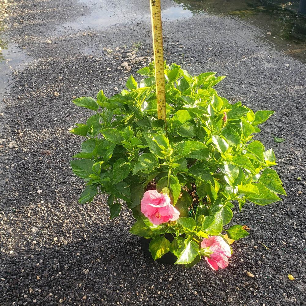 hibiscus-tradewinds-cayman-wind-tropical-hibiscus-rosa-sinensis