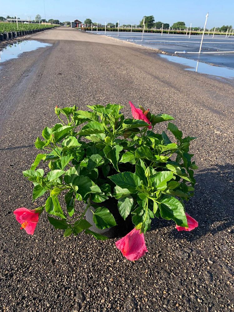 hibiscus-tradewinds-cayman-wind-tropical-hibiscus-rosa-sinensis