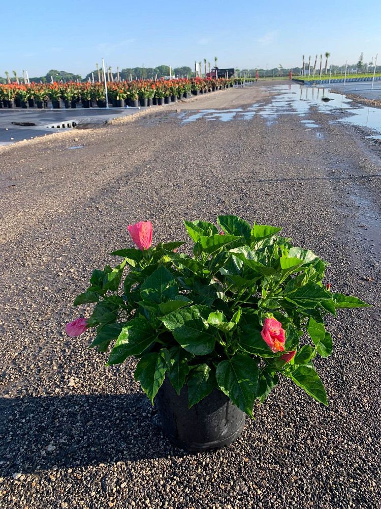 hibiscus-tradewinds-cayman-wind-tropical-hibiscus-rosa-sinensis
