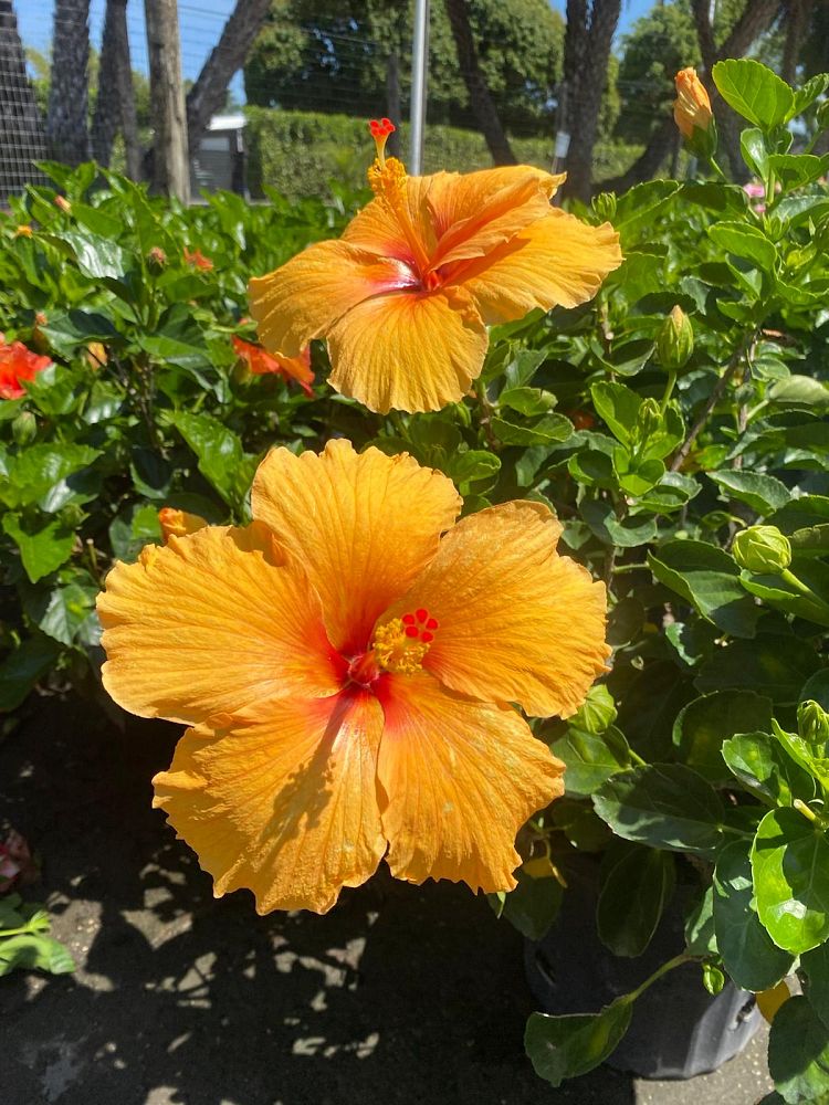 hibiscus-tradewinds-lava-wind-tropical-hibiscus-rosa-sinensis