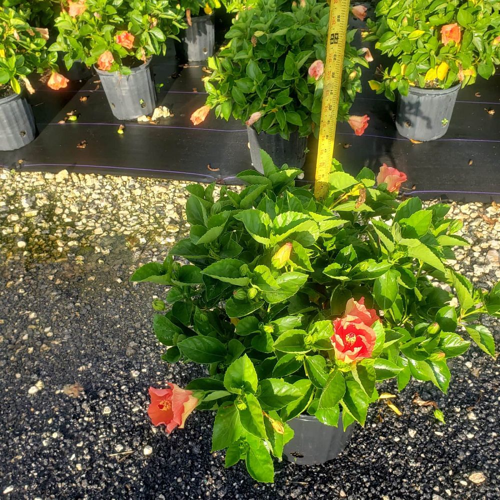 hibiscus-tradewinds-orange-sunset-wind-tropical-hibiscus-rosa-sinensis