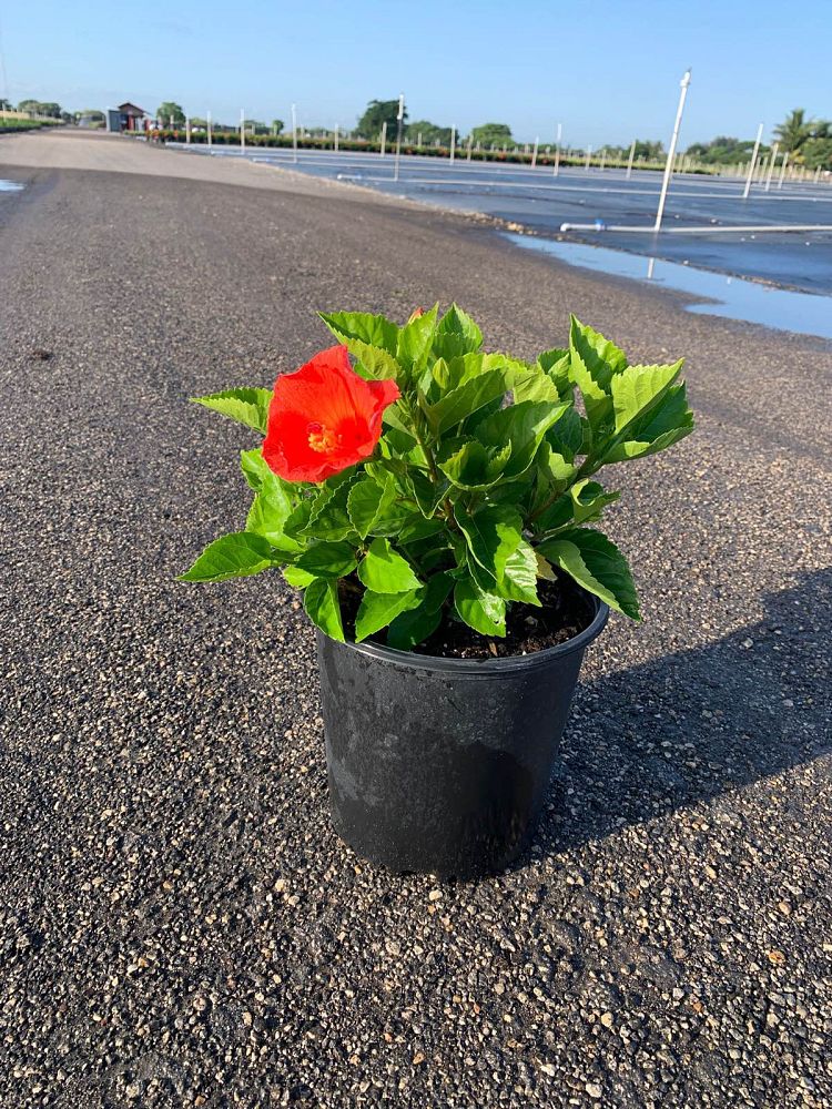 hibiscus-tradewinds-orange-sunset-wind-tropical-hibiscus-rosa-sinensis