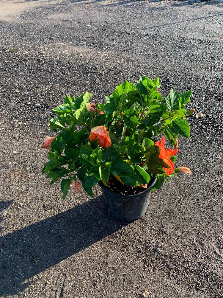 hibiscus-tradewinds-orange-sunset-wind-tropical-hibiscus-rosa-sinensis