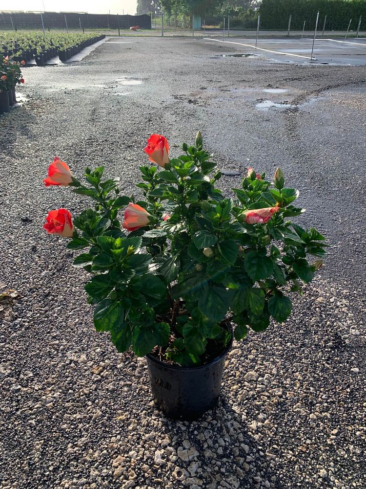 hibiscus-tradewinds-passion-wind-tropical-hibiscus-rosa-sinensis