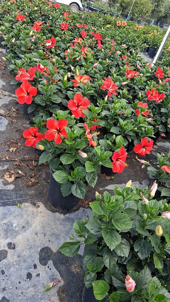 hibiscus-tradewinds-starry-wind-tropical-hibiscus-rosa-sinensis