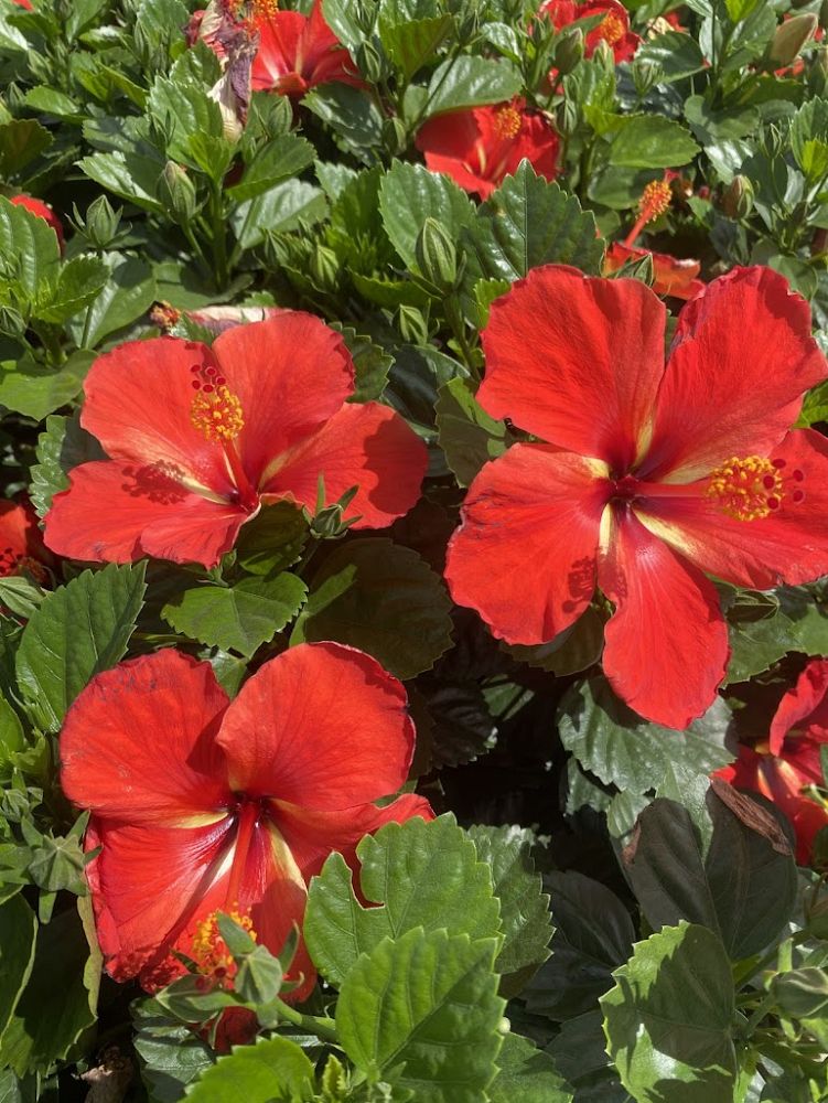 hibiscus-tradewinds-starry-wind-tropical-hibiscus-rosa-sinensis