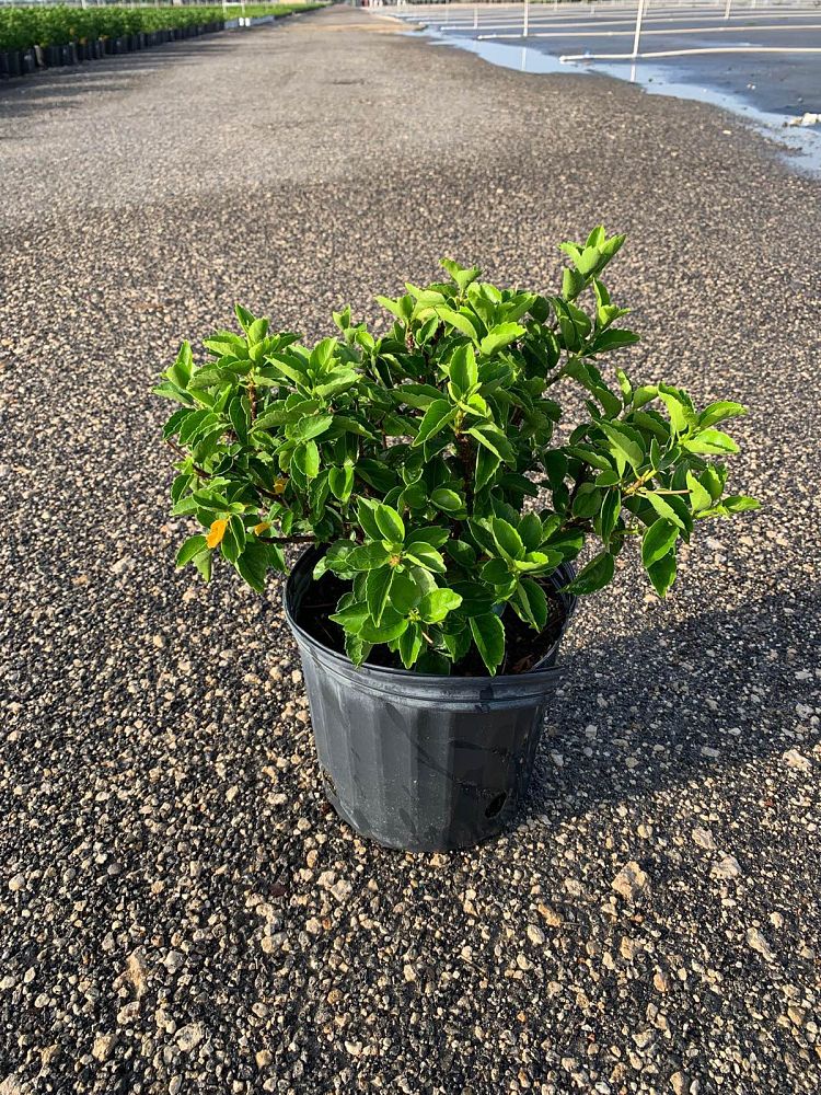 hibiscus-tradewinds-treasure-wind-tropical-hibiscus-rosa-sinensis
