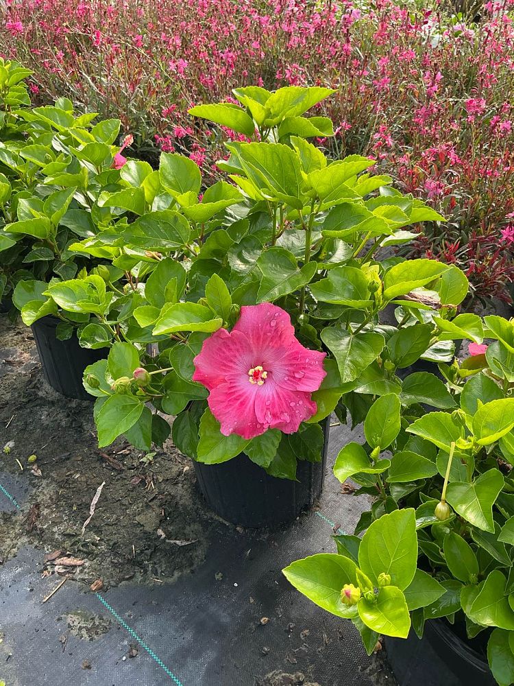 hibiscus-tradewinds-tye-dye-tropical-hibiscus-rosa-sinensis