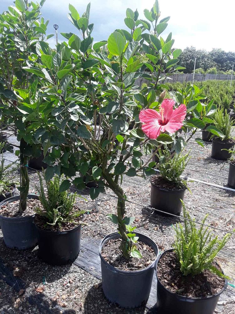 hibiscus-tricolor