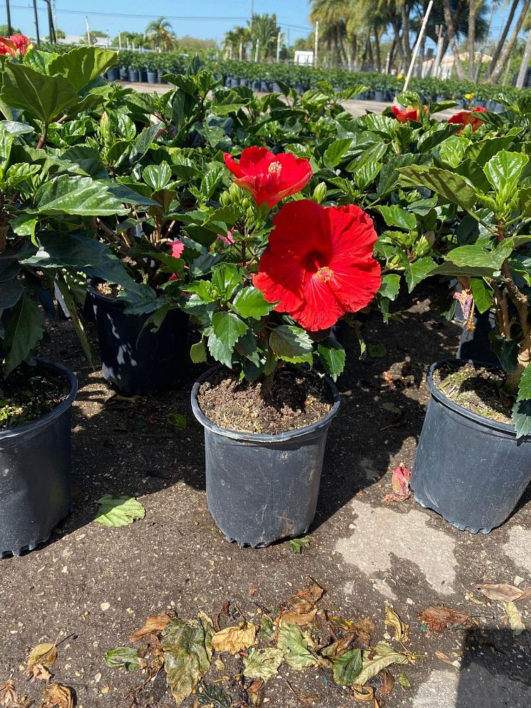 hibiscus-tricolor