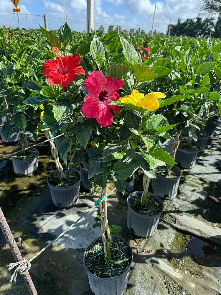 hibiscus-tricolor