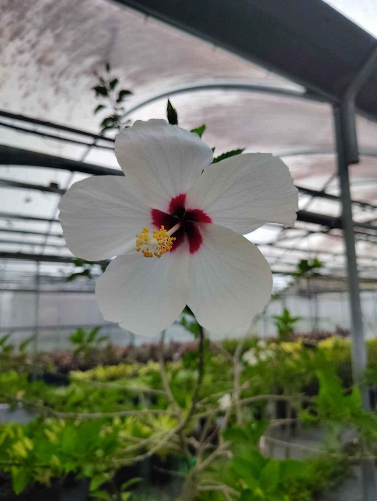 hibiscus-white