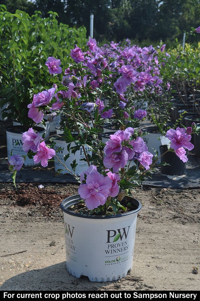 hibisus-syriacus-smnhspcl-dark-lavender-chiffon-reg-rose-of-sharon