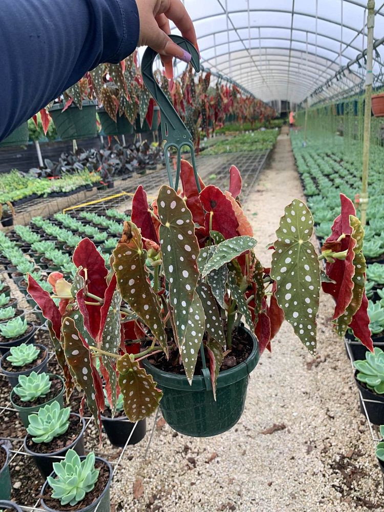 hillebrandia-sandwicensis-aka-aka-awa-begonia