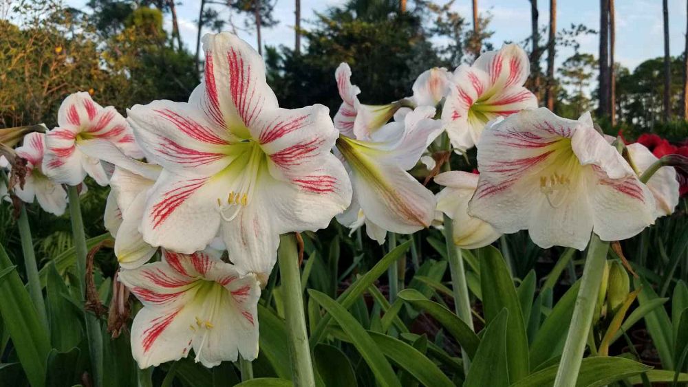 hippeastrum-amaryllis