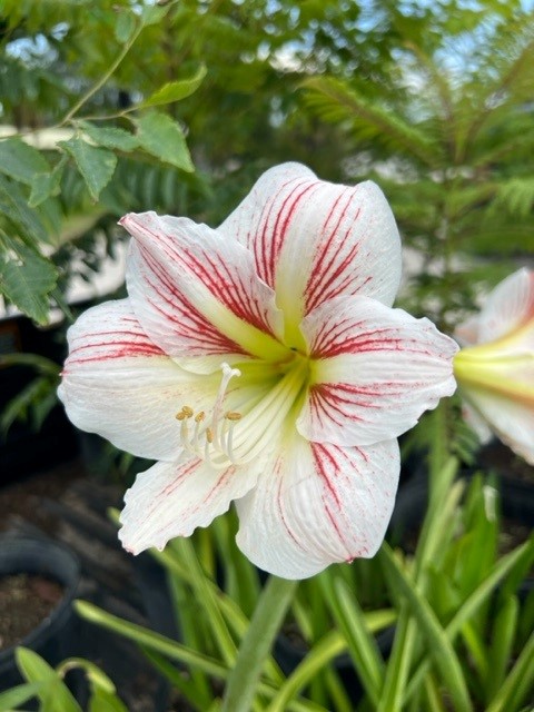 hippeastrum-amaryllis