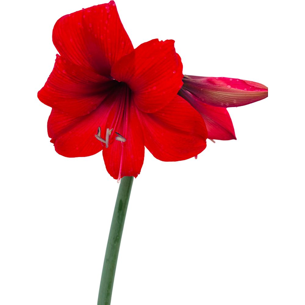 hippeastrum-amigo-amaryllis