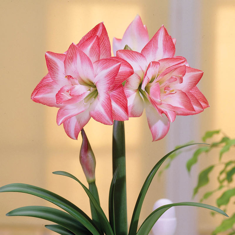 hippeastrum-blossom-peacock-amaryllis