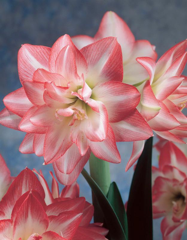 hippeastrum-blossom-peacock-amaryllis
