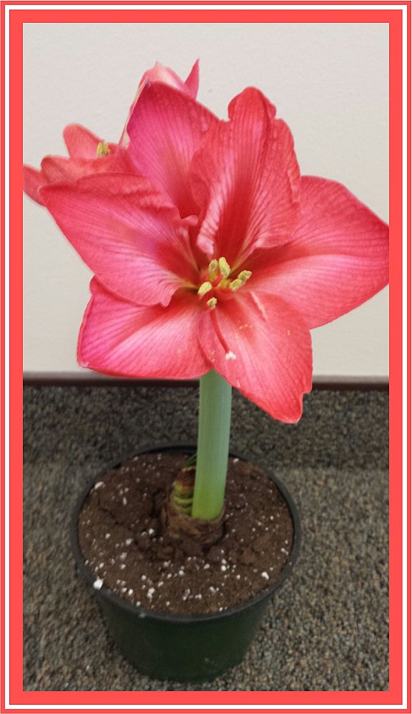 hippeastrum-lydia-amaryllus