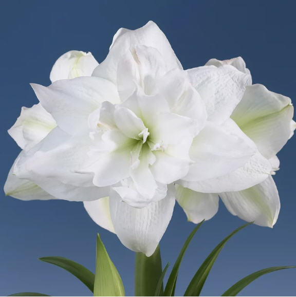 hippeastrum-marquis-amaryllis