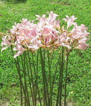 hippeastrum-pink-surprise-amaryllis