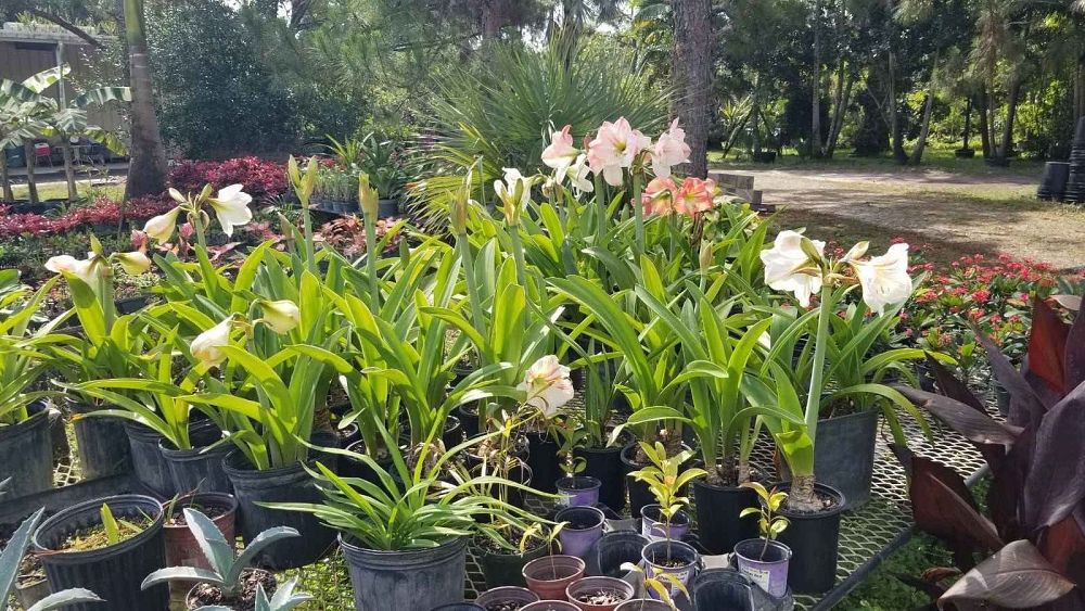 hippeastrum-vittatum