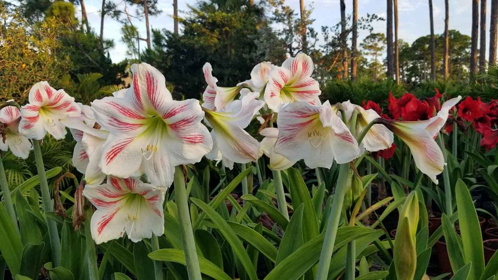 hippeastrum-vittatum