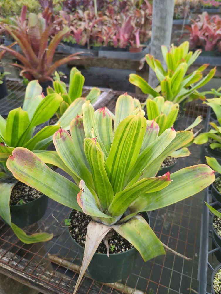 hohenbergia-castellanosii-bromeliad