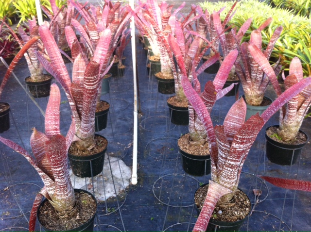 hohenbergia-correia-arajoi-fudge-ripple-bromeliad